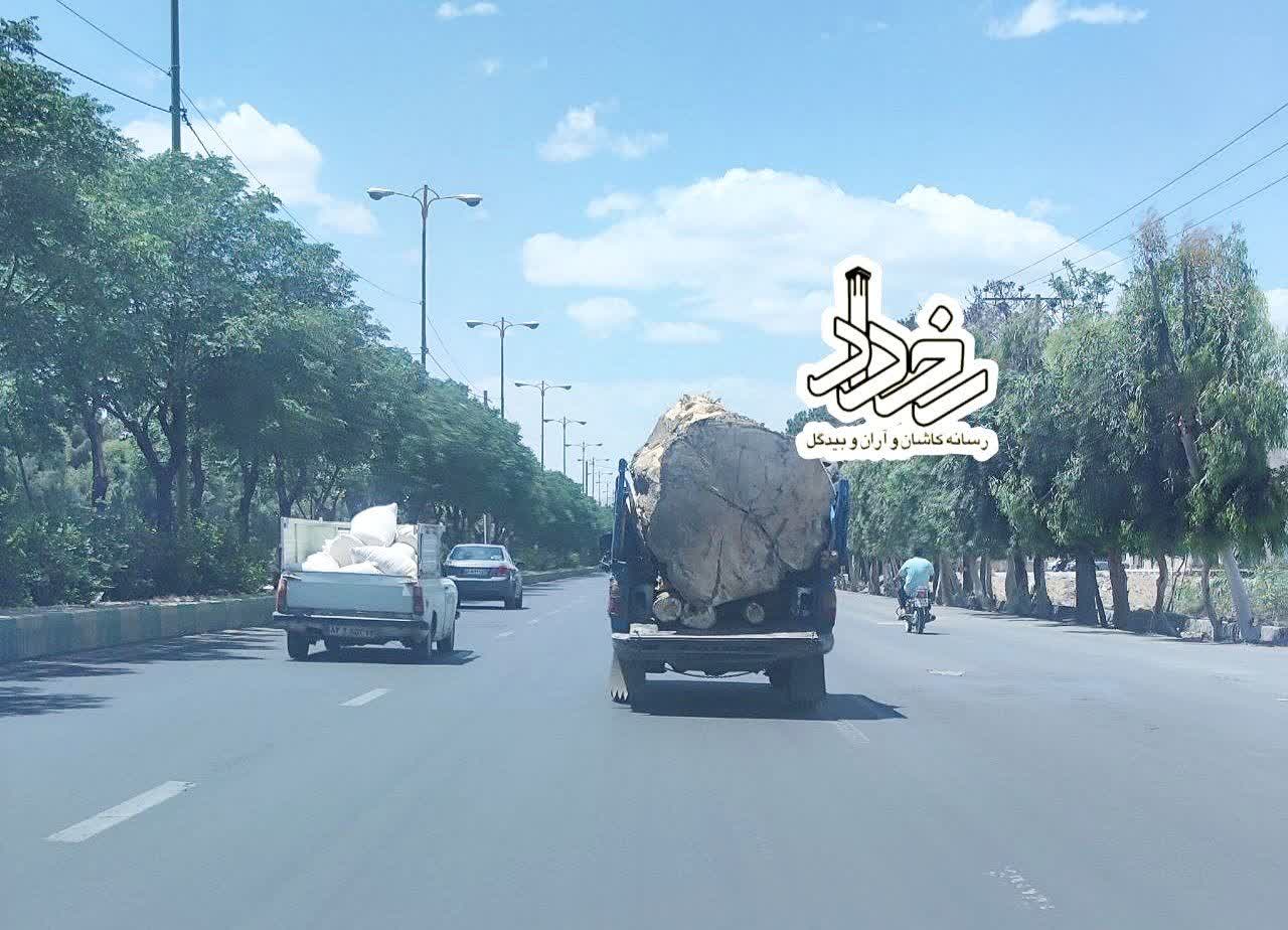 این درخت عظیم چرا و به دست چه کسانی قطع شد؟