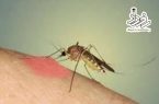 🔹سال گذشته ۹۷ نفر در منطقه کاشان به سالک مبتلا شدند