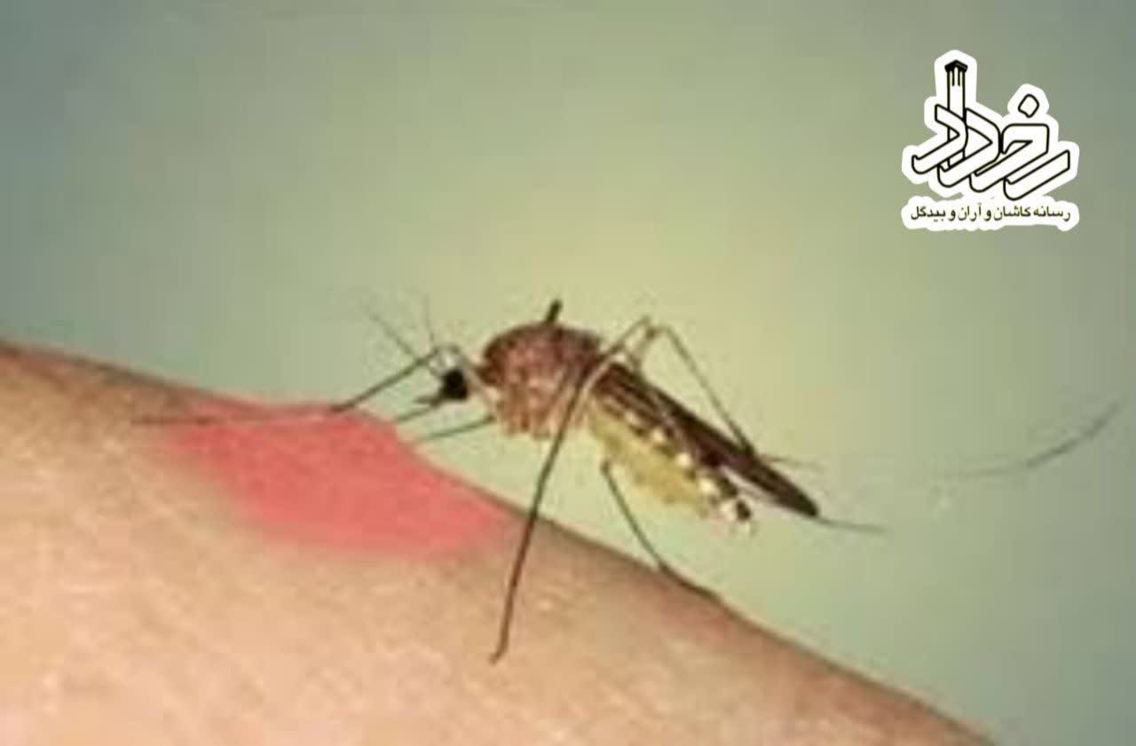 🔹سال گذشته ۹۷ نفر در منطقه کاشان به سالک مبتلا شدند